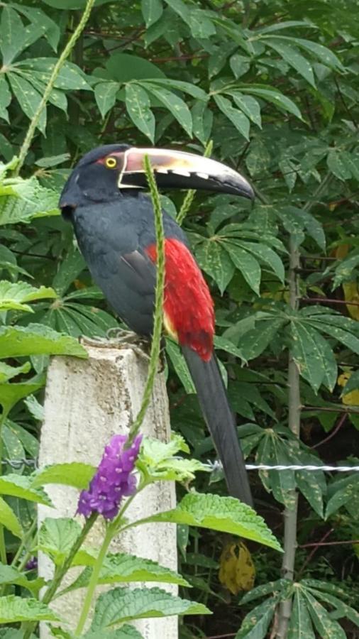 Villa Ceiba La Fortuna المظهر الخارجي الصورة