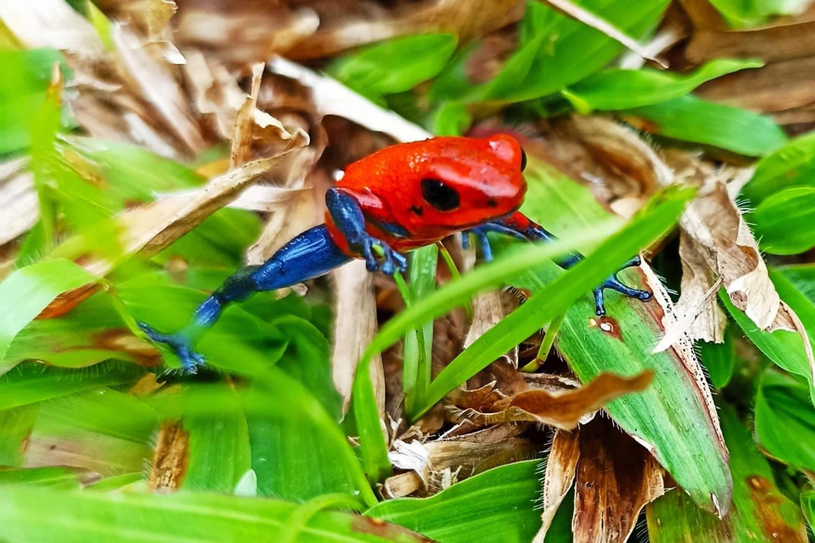 Villa Ceiba La Fortuna المظهر الخارجي الصورة