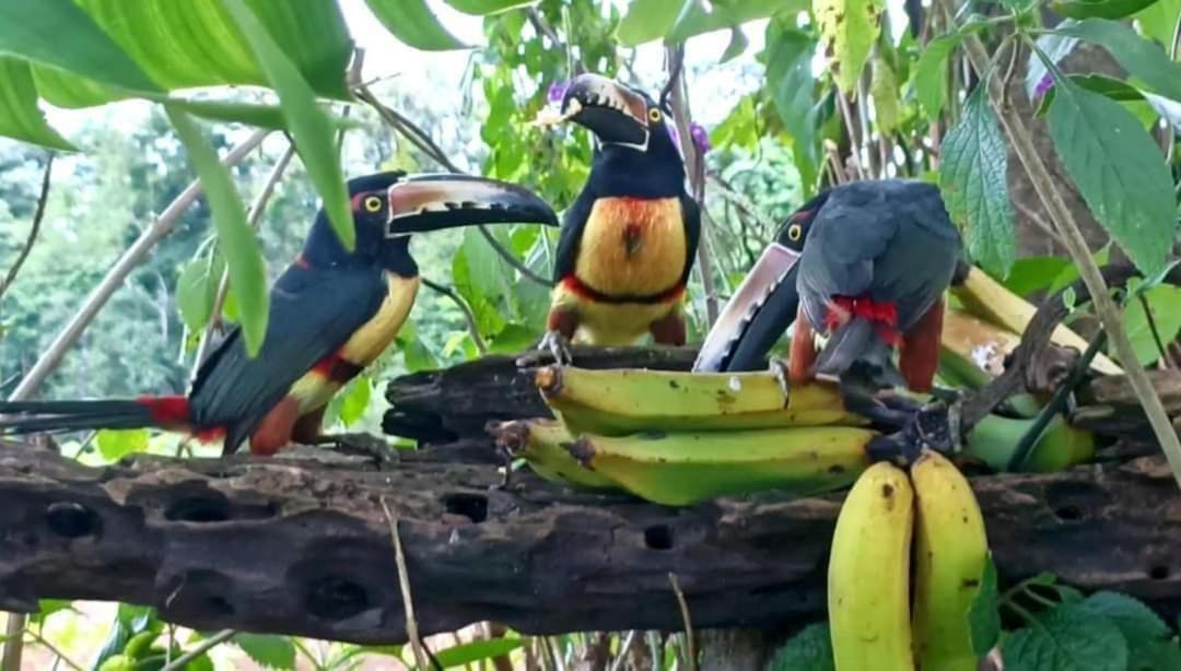 Villa Ceiba La Fortuna المظهر الخارجي الصورة