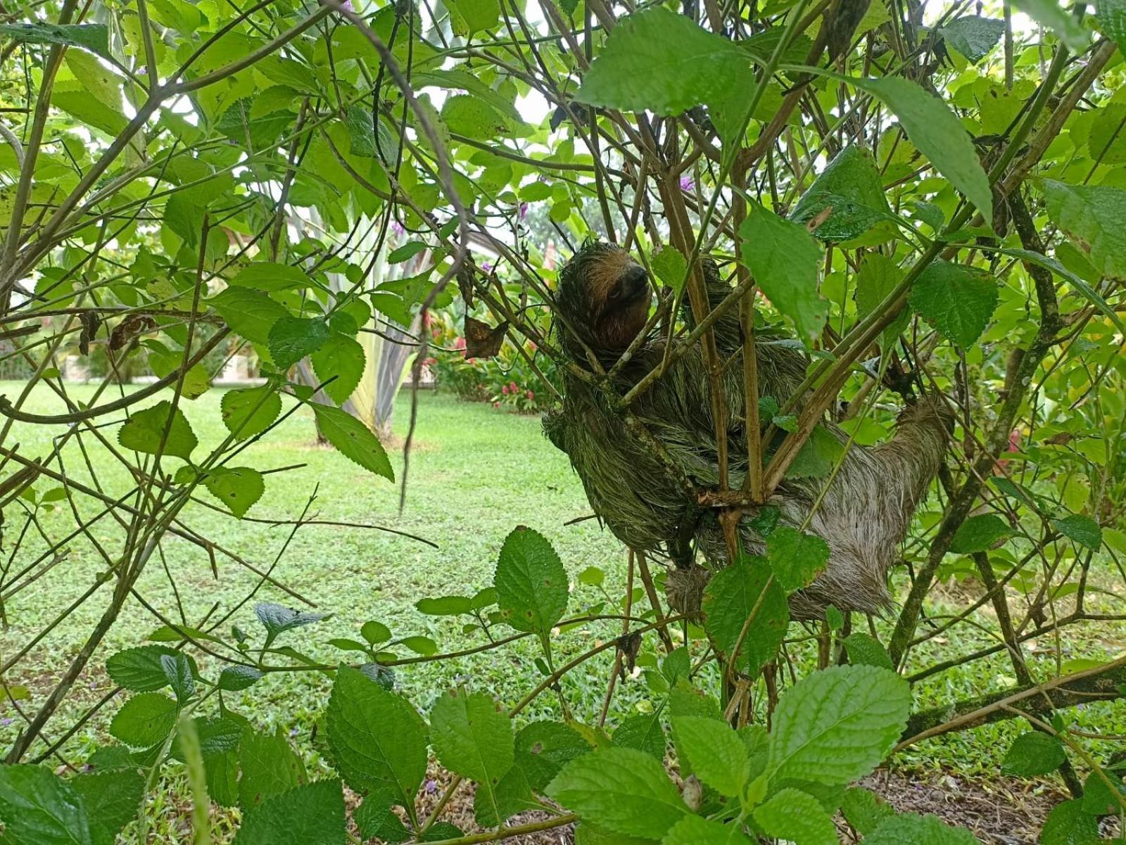 Villa Ceiba La Fortuna المظهر الخارجي الصورة